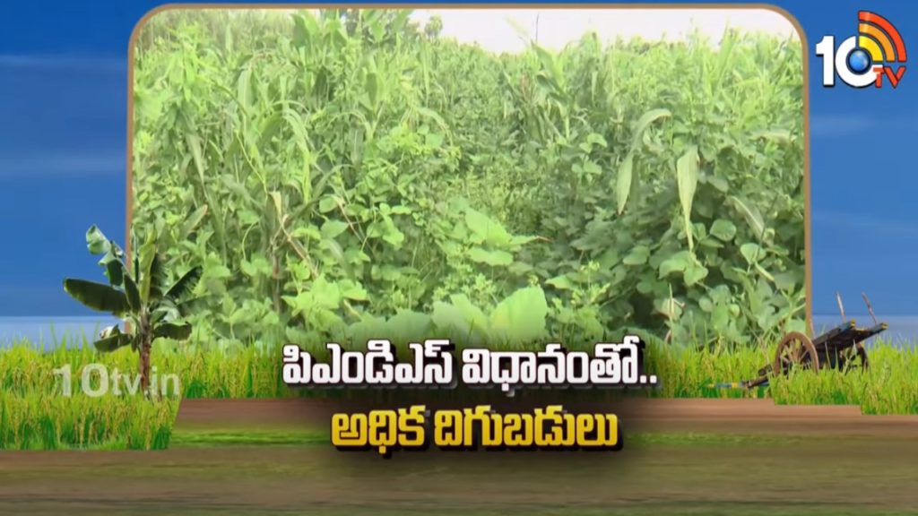 High yields with PMDS system