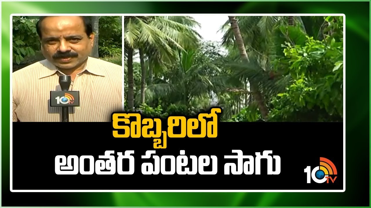 Coconut Plantation : కొబ్బరి తోటల్లో అంతర పంటగా కోకో, వక్కసాగు.. అదనపు ఆదాయం అంటున్న రైతు Coconut Plantation : కొబ్బరి తోటల్లో అంతర పంటగా కోకో, వక్కసాగు.. అదనపు ఆదాయం అంటున్న రైతు