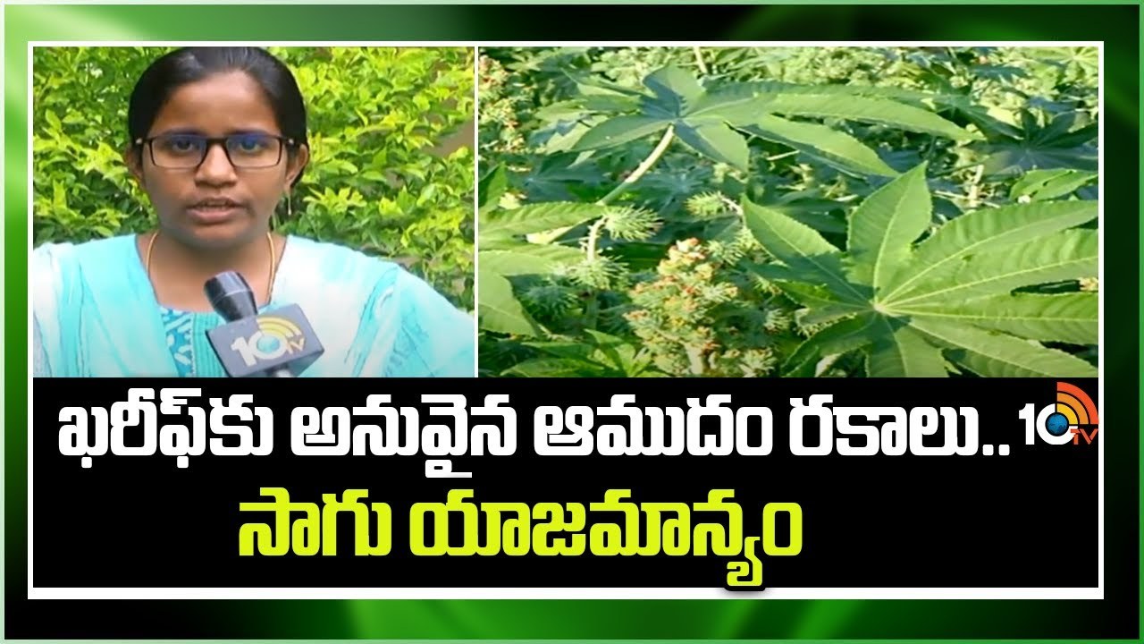 Kharif Castor Cultivation : ఖరీఫ్కు అనువైన ఆముదం రకాలు.. సాగు యాజమాన్యం Kharif Castor Cultivation : ఖరీఫ్కు అనువైన ఆముదం రకాలు.. సాగు యాజమాన్యం