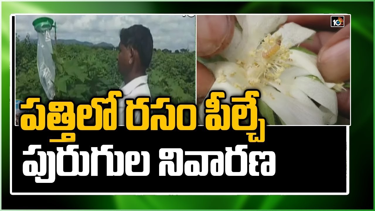 Pests of Cotton : పత్తిలో రసం పీల్చే పురుగుల నివారణ Pests of Cotton : పత్తిలో రసం పీల్చే పురుగుల నివారణ