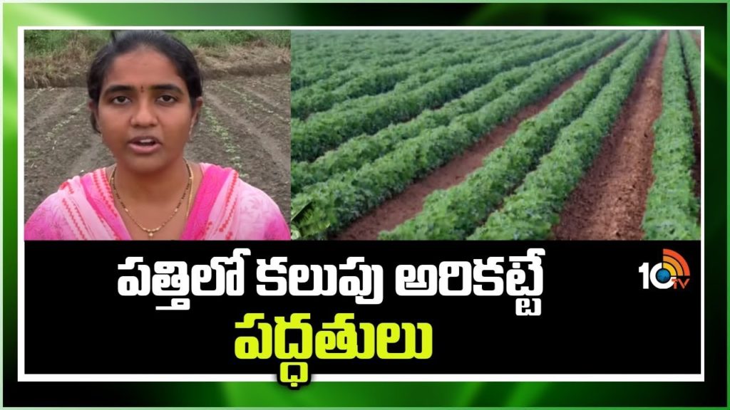 Methods of Weed Control in Cotton