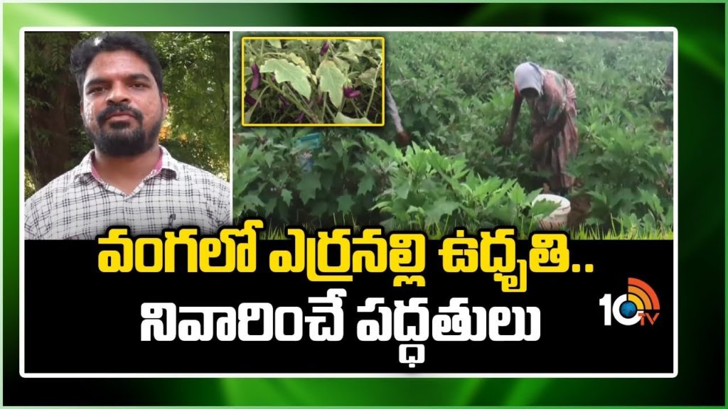 Methods to Erranalli in Brinjal