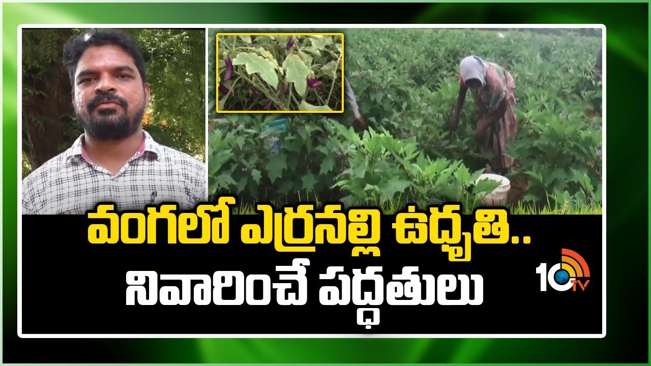 Erranalli Methods : వంగలో ఎర్రనల్లి ఉధృతి – నివారణకు శాస్త్రవేత్తల సూచనలు Erranalli Methods : వంగలో ఎర్రనల్లి ఉధృతి – నివారణకు శాస్త్రవేత్తల సూచనలు