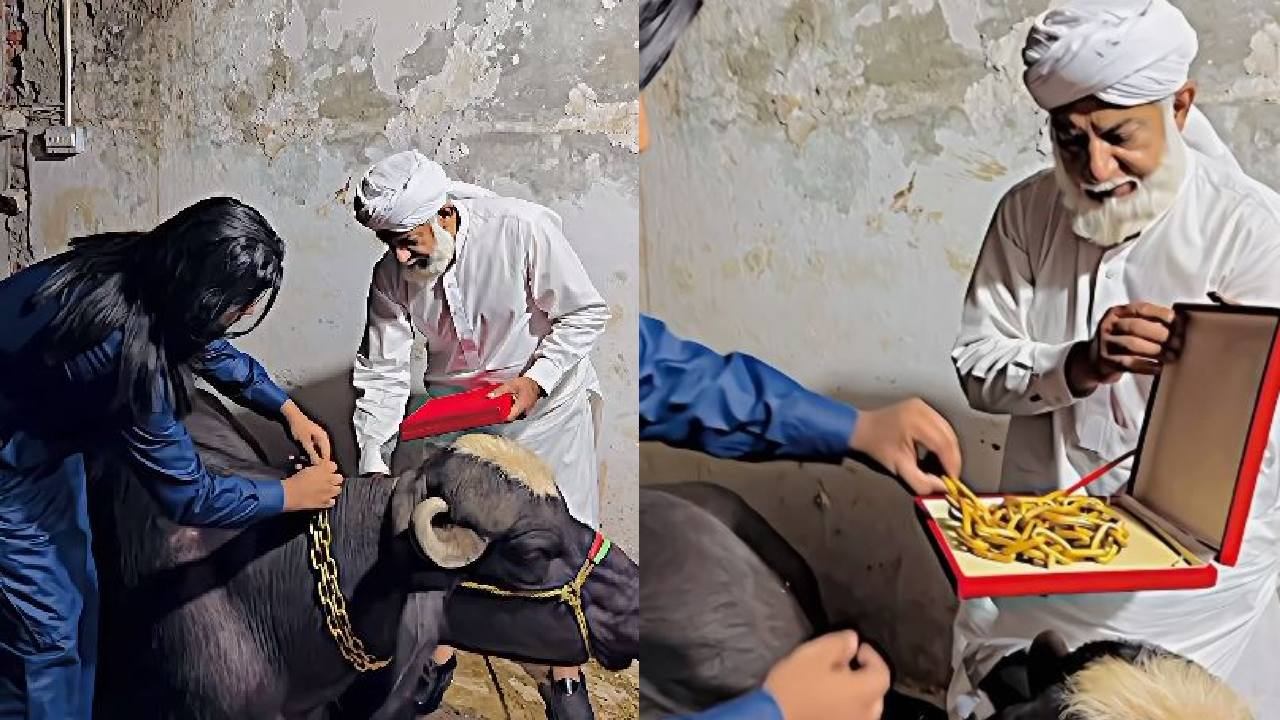 Viral Video: బర్రె కోసం 10 కిలోల బంగారు చైన్ చేయించి.. దాని మెడలో వేసిన వ్యక్తి Viral Video: బర్రె కోసం 10 కిలోల బంగారు చైన్ చేయించి.. దాని మెడలో వేసిన వ్యక్తి