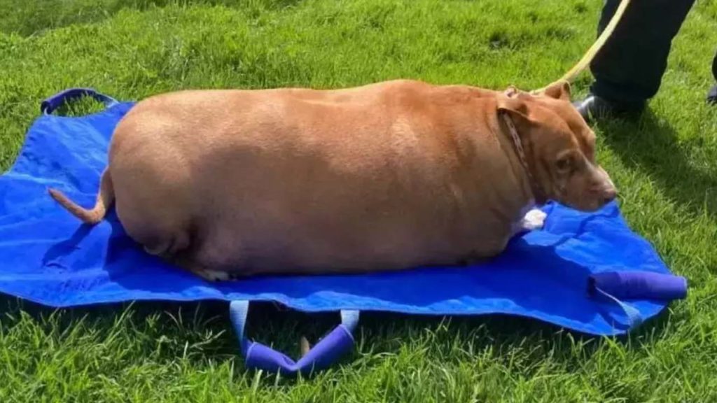 New Zealand dog