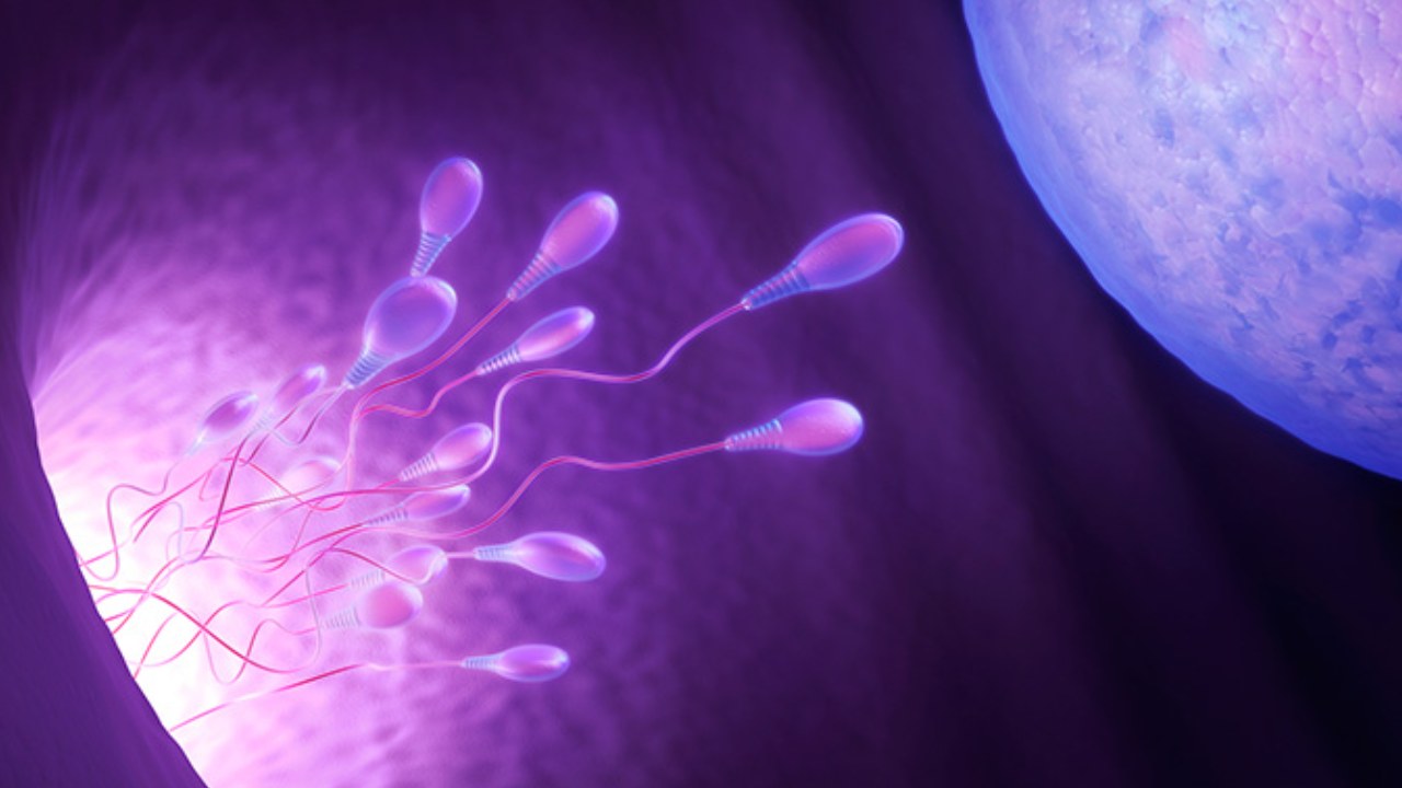 Fertility Treatments : సంతాన సాఫల్య చికిత్సలకు డిమాండ్.. మహిళల్లో పెరుగుతున్న ఎగ్ ఫ్రీజింగ్! Fertility Treatments : సంతాన సాఫల్య చికిత్సలకు డిమాండ్.. మహిళల్లో పెరుగుతున్న ఎగ్ ఫ్రీజింగ్!