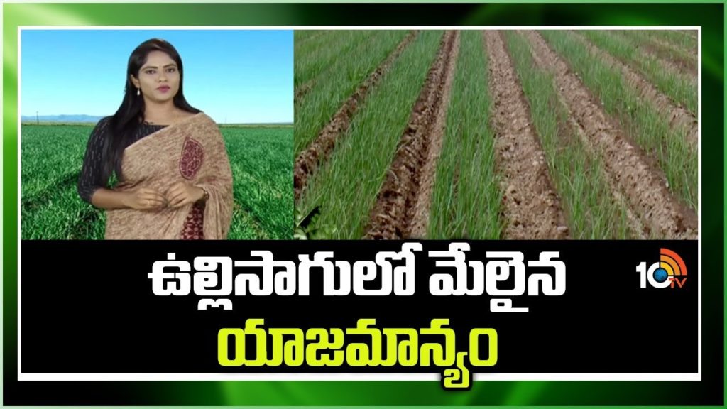 Onion Cultivation
