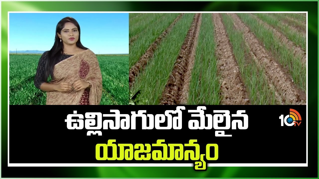 Onion Cultivation : ఖరీఫ్ ఉల్లిలో అధిక దిగుబడుల కోసం చేపట్టాల్సిన యాజమాన్యం Onion Cultivation : ఖరీఫ్ ఉల్లిలో అధిక దిగుబడుల కోసం చేపట్టాల్సిన యాజమాన్యం