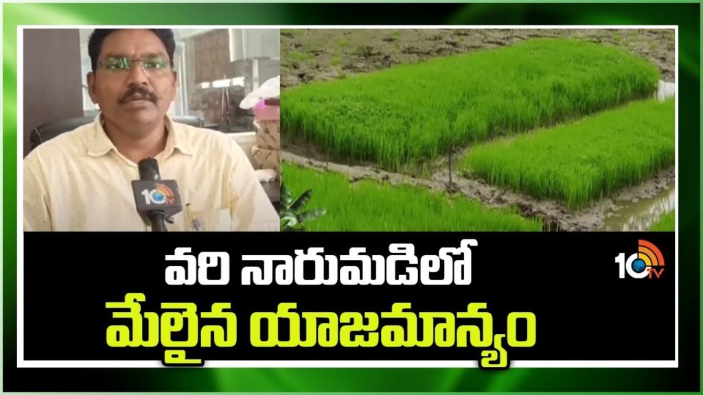 Paddy Crop