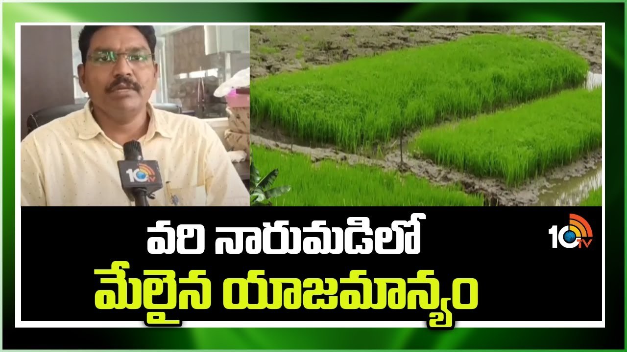 Paddy Crop : వరి నారుమడిలో మేలైన యాజమాన్యం Paddy Crop : వరి నారుమడిలో మేలైన యాజమాన్యం