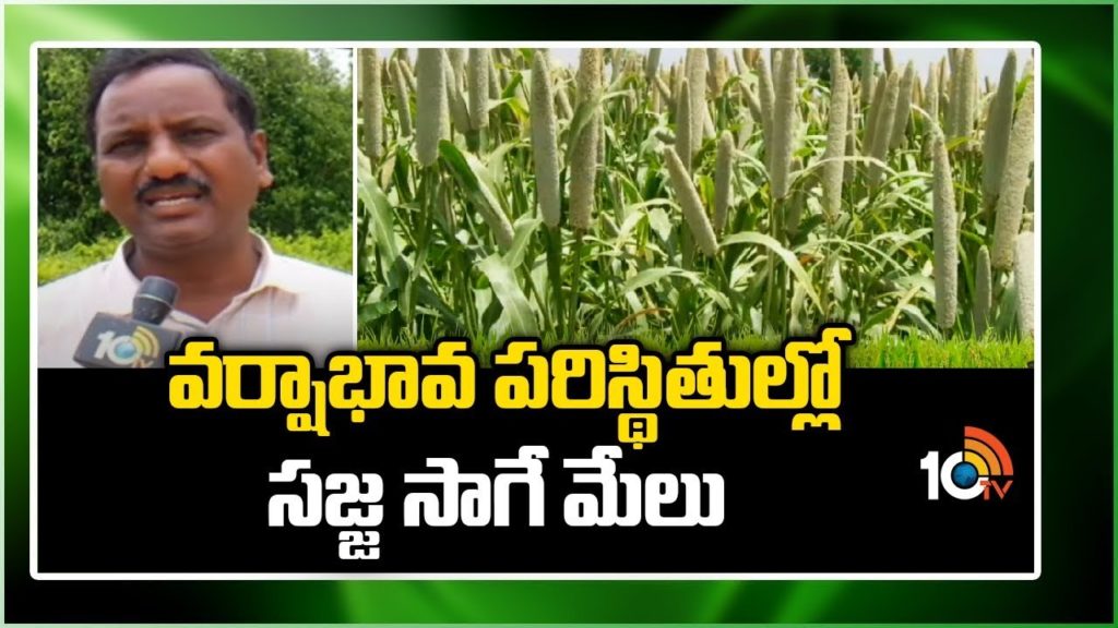 Peral Millet Cultivation