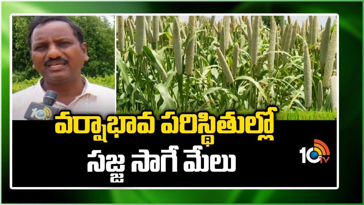 Peral Millet Cultivation : వర్షాభావ పరిస్థితుల్లో సజ్జ సాగే మేలు Peral Millet Cultivation : వర్షాభావ పరిస్థితుల్లో సజ్జ సాగే మేలు
