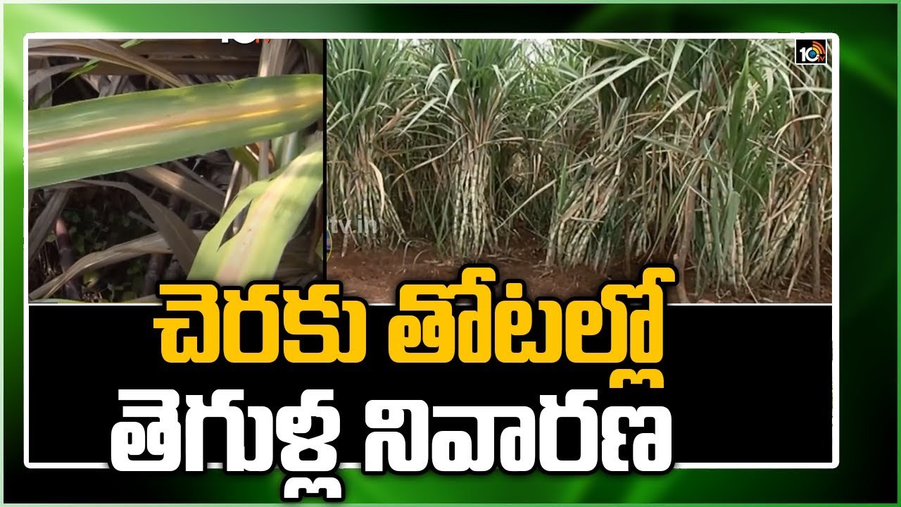 Sugarcane : చెరకు తోటల్లో పురుగుల నివారణ Sugarcane : చెరకు తోటల్లో పురుగుల నివారణ