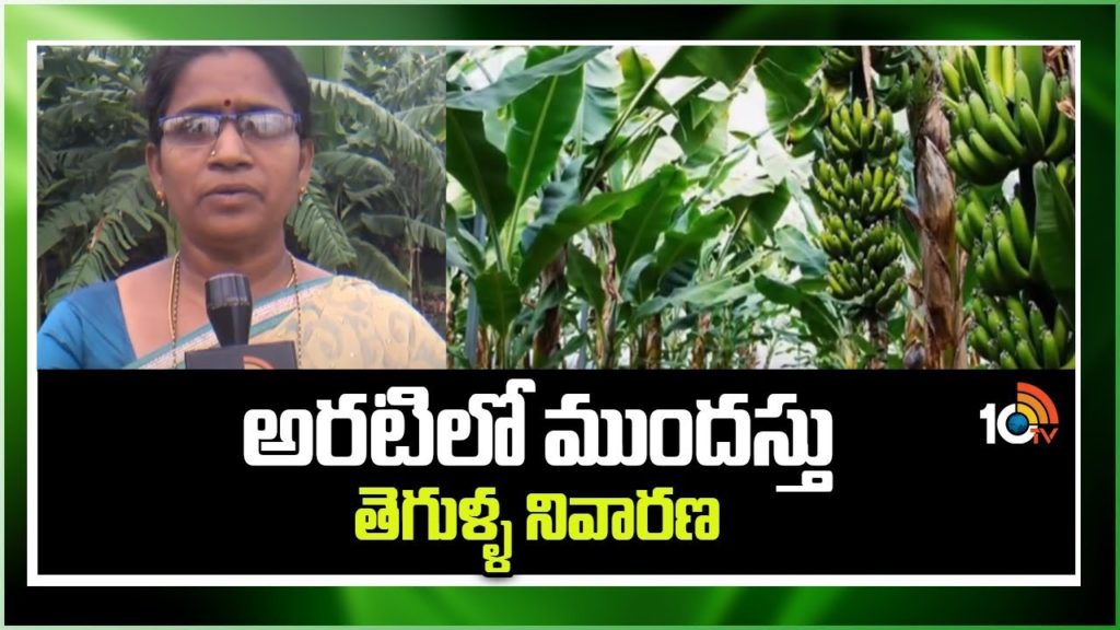 Pests Control in Banana