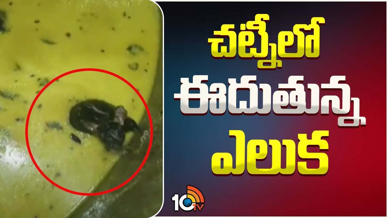 JNTU : ఇలా అయితే తినేదెలా.. కాలేజీ క్యాంటిన్ చట్నీలో ఈదుతూ కనిపించిన ఎలుక.. వీడియో వైరల్ JNTU : ఇలా అయితే తినేదెలా.. కాలేజీ క్యాంటిన్ చట్నీలో ఈదుతూ కనిపించిన ఎలుక.. వీడియో వైరల్