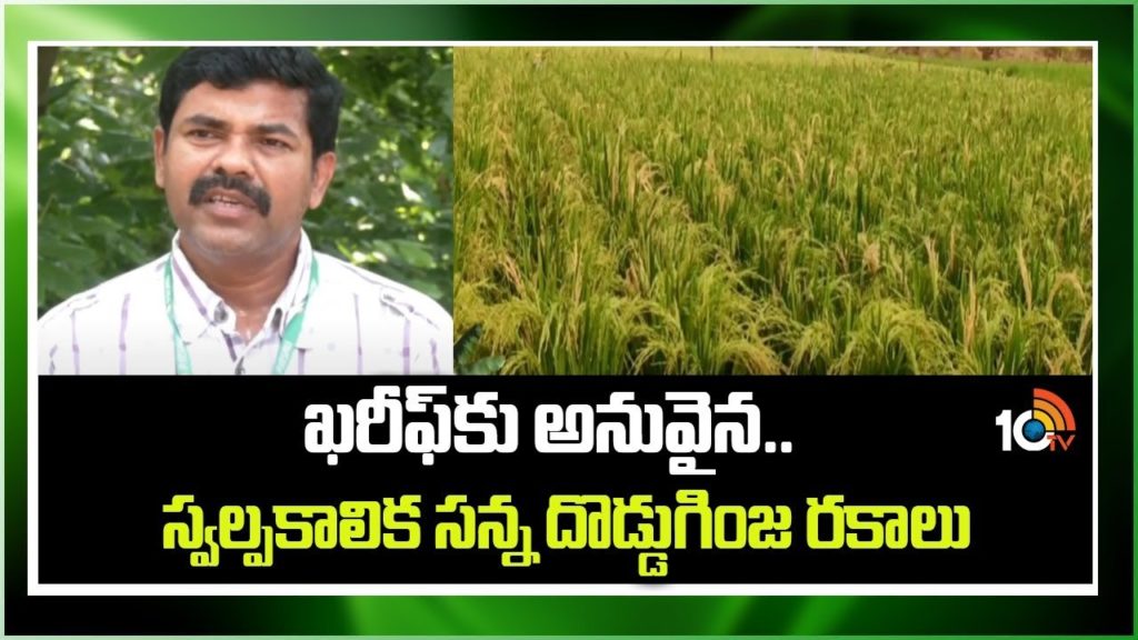 Short duration dal varieties suitable for Kharif season