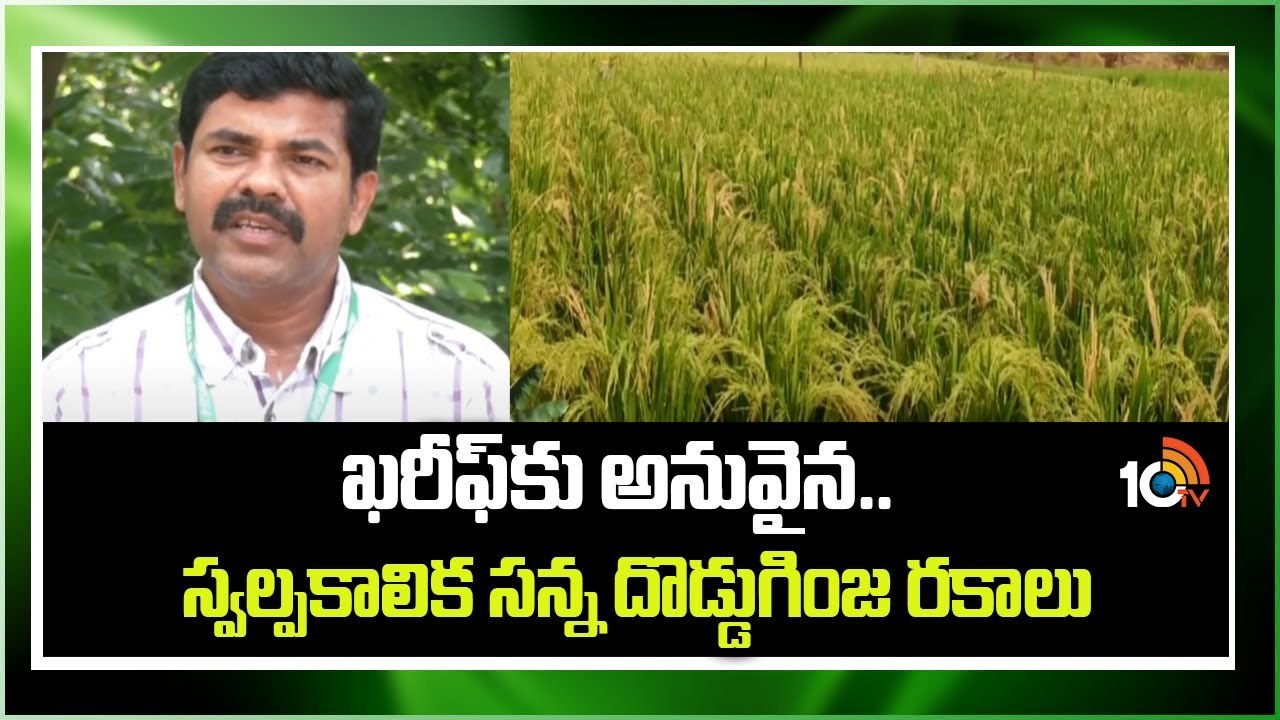 Agri Tips : ఖరీఫ్కు అనువైన.. స్వల్పకాలిక సన్న, దొడ్డుగింజ రకాలు Agri Tips : ఖరీఫ్కు అనువైన.. స్వల్పకాలిక సన్న, దొడ్డుగింజ రకాలు