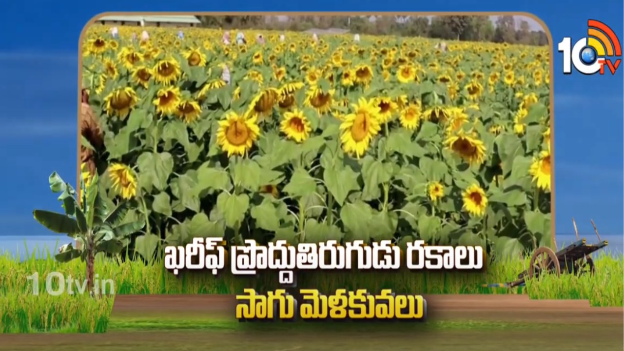 Sunflower Cultivation : ఖరీఫ్ ప్రొద్దుతిరుగుడు రకాలు.. సాగు మెళకువలు Sunflower Cultivation : ఖరీఫ్ ప్రొద్దుతిరుగుడు రకాలు.. సాగు మెళకువలు
