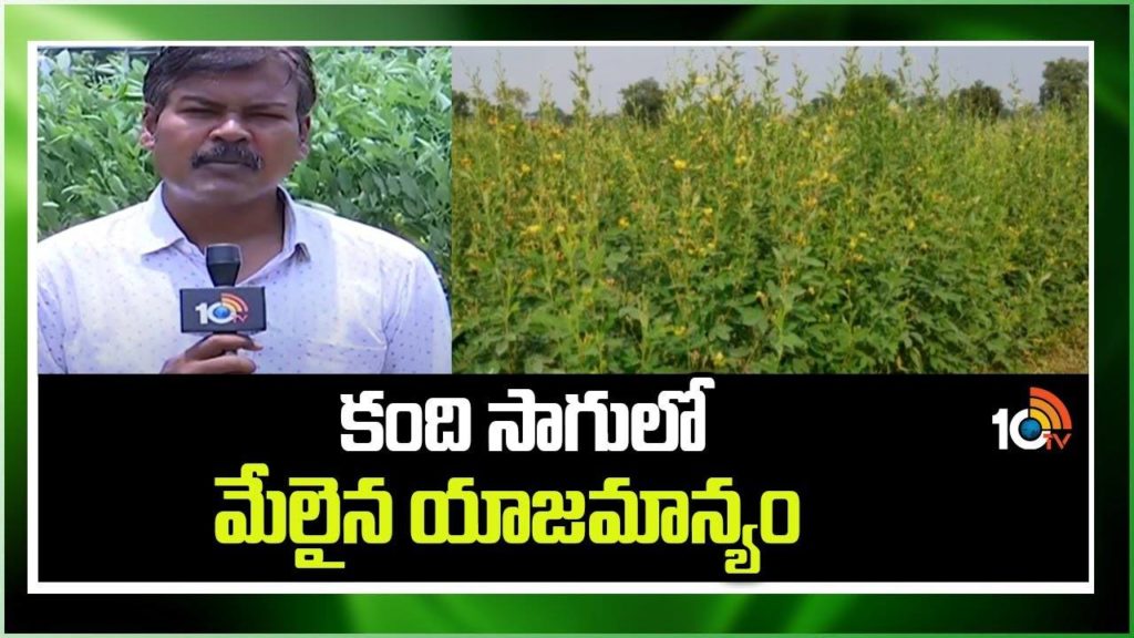 Superior Ownership in Kandi Cultivation