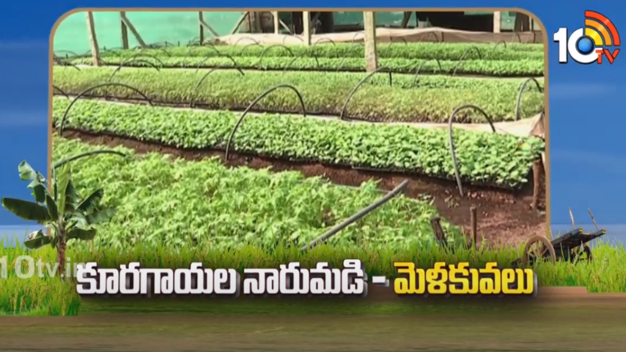 Vegetable Cultivation : కూరగాయల నారుమడి – మెళకువలు Vegetable Cultivation : కూరగాయల నారుమడి – మెళకువలు