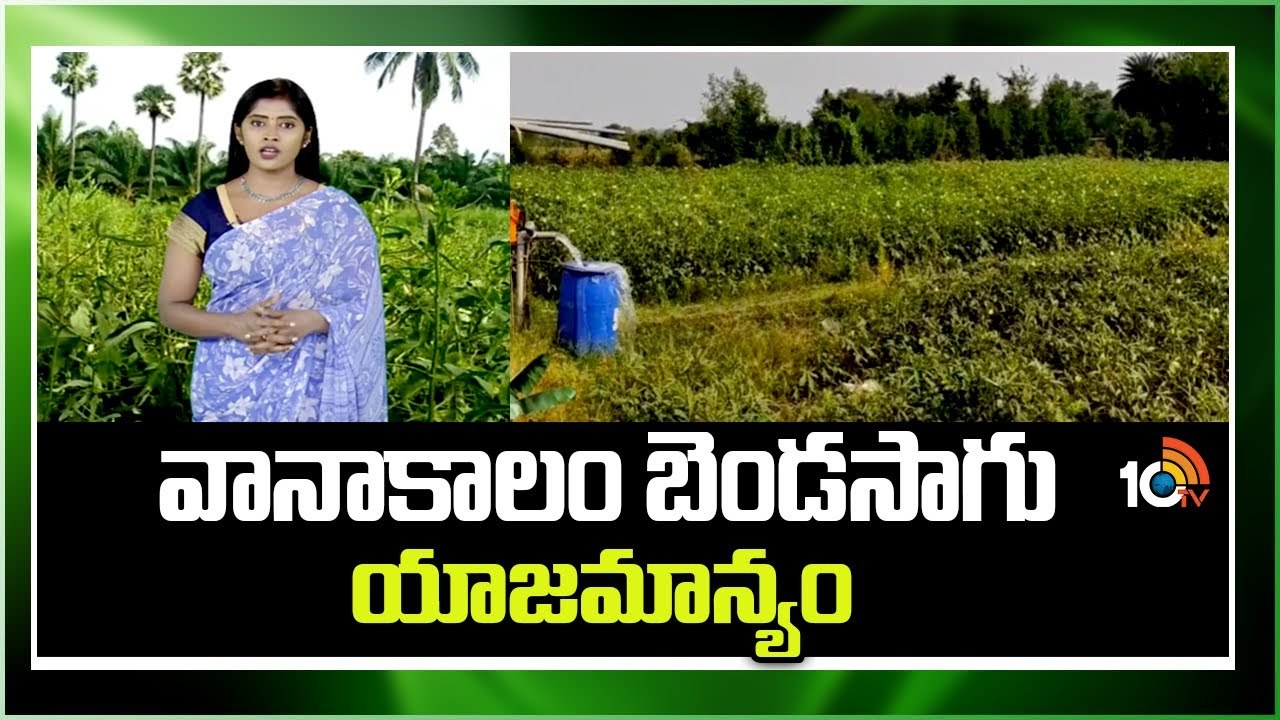 Cultivation Management : వానాకాలం బెండసాగు.. అధిక దిగుబడుల కోసం యాజమాన్య పద్ధతులు Cultivation Management : వానాకాలం బెండసాగు.. అధిక దిగుబడుల కోసం యాజమాన్య పద్ధతులు
