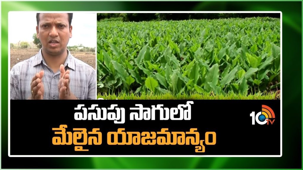 Turmeric Crop Cultivation