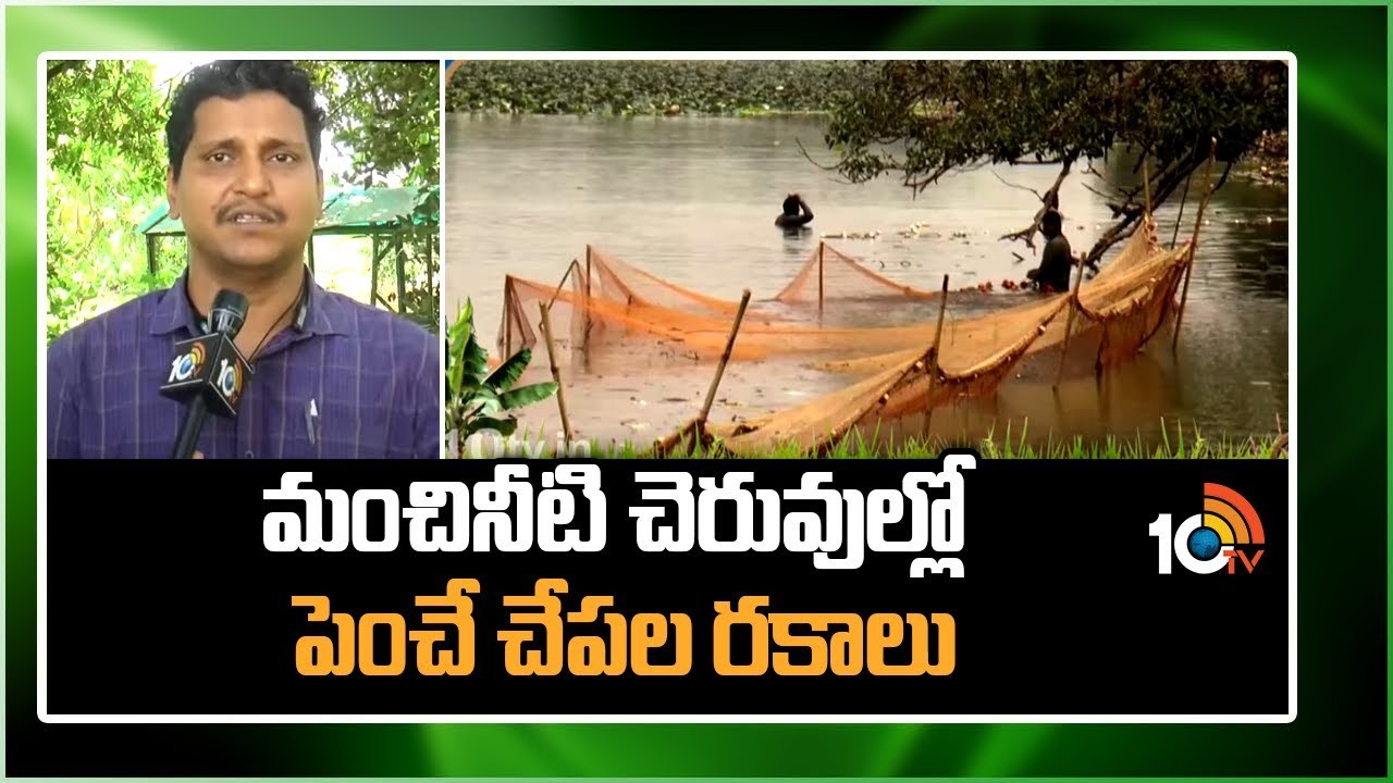 Fish Farming : మంచినీటి చెరువుల్లో పెంచాల్సిన చేప రకాలు.. కొద్దిపాటి జాగ్రత్తలతో అధిక దిగుబడి! Fish Farming : మంచినీటి చెరువుల్లో పెంచాల్సిన చేప రకాలు.. కొద్దిపాటి జాగ్రత్తలతో అధిక దిగుబడి!