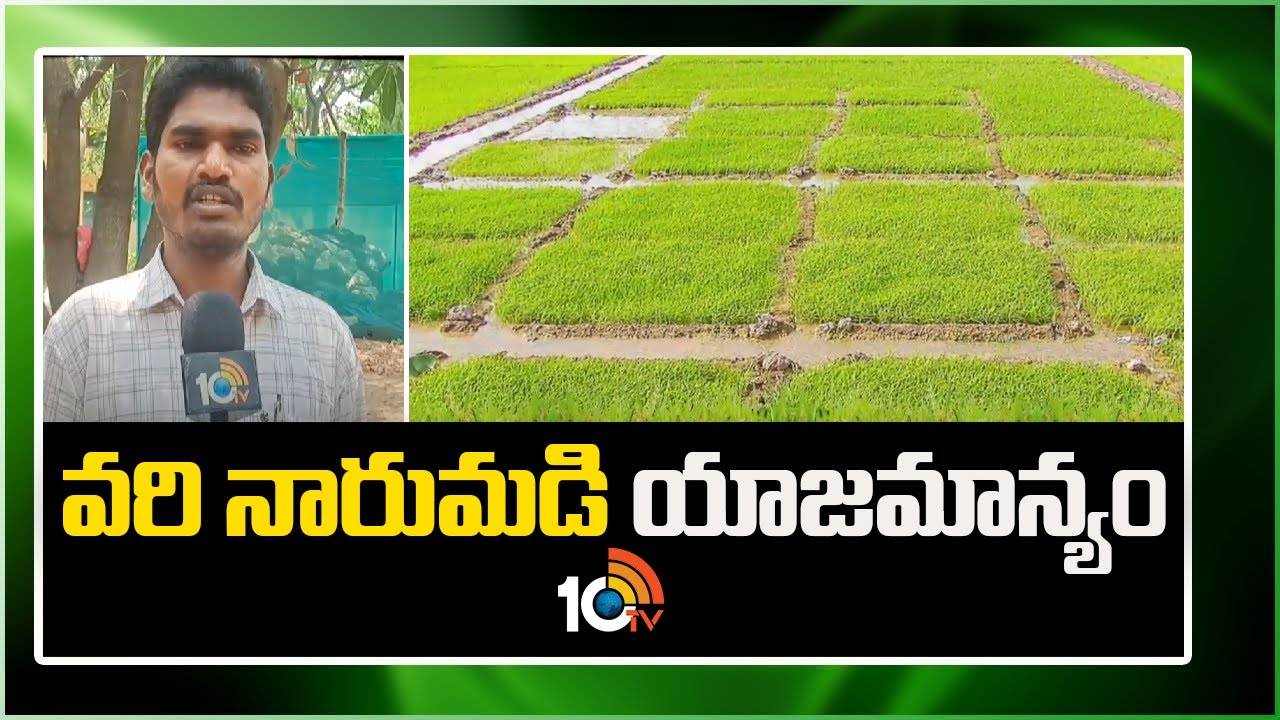 Vari Narumadi : తెలుగు రాష్ట్రాల్లో ముమ్మరంగా వరినారుమళ్ళ పెంపకం Vari Narumadi : తెలుగు రాష్ట్రాల్లో ముమ్మరంగా వరినారుమళ్ళ పెంపకం