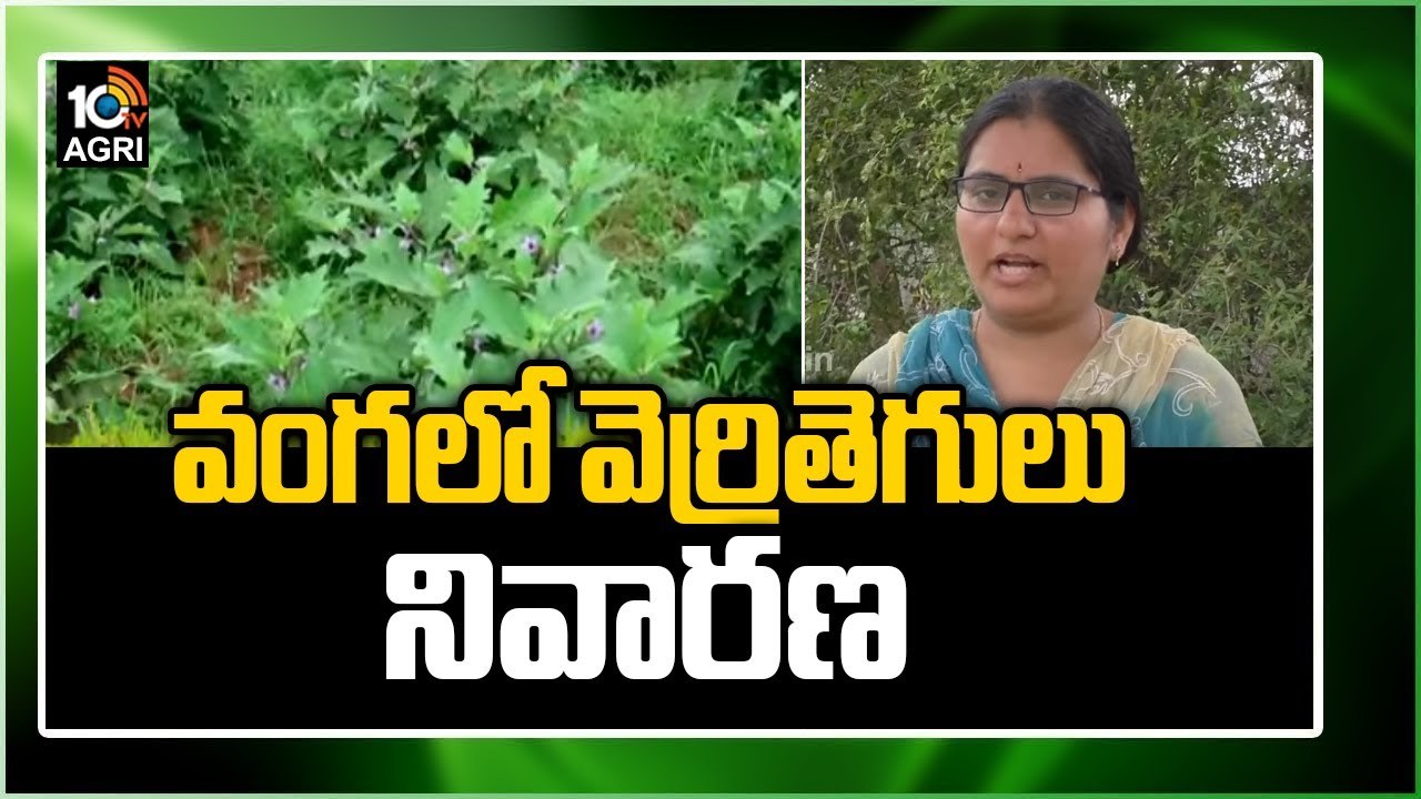 Verri Pest in Brinjal Crop : వంగతోటలను నష్టపరుస్తున్న వెర్రితెగులు – నివారణకు సమగ్ర సస్యరక్షణ చర్యలు Verri Pest in Brinjal Crop : వంగతోటలను నష్టపరుస్తున్న వెర్రితెగులు – నివారణకు సమగ్ర సస్యరక్షణ చర్యలు