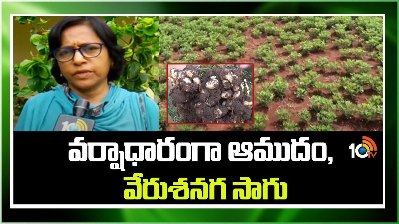 Castor Farming Techniques : వర్షాధారంగా ఆముదం, వేరుశనగ సాగు Castor Farming Techniques : వర్షాధారంగా ఆముదం, వేరుశనగ సాగు