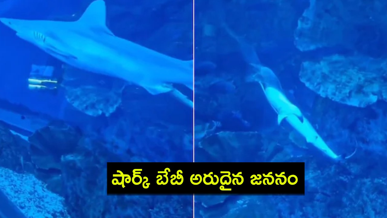Dubai Mall Aquarium : దుబాయ్ మాల్ అక్వేరియంలో బేబీ షార్క్ అరుదైన జననం.. వీడియో వైరల్..! Dubai Mall Aquarium : దుబాయ్ మాల్ అక్వేరియంలో బేబీ షార్క్ అరుదైన జననం.. వీడియో వైరల్..!