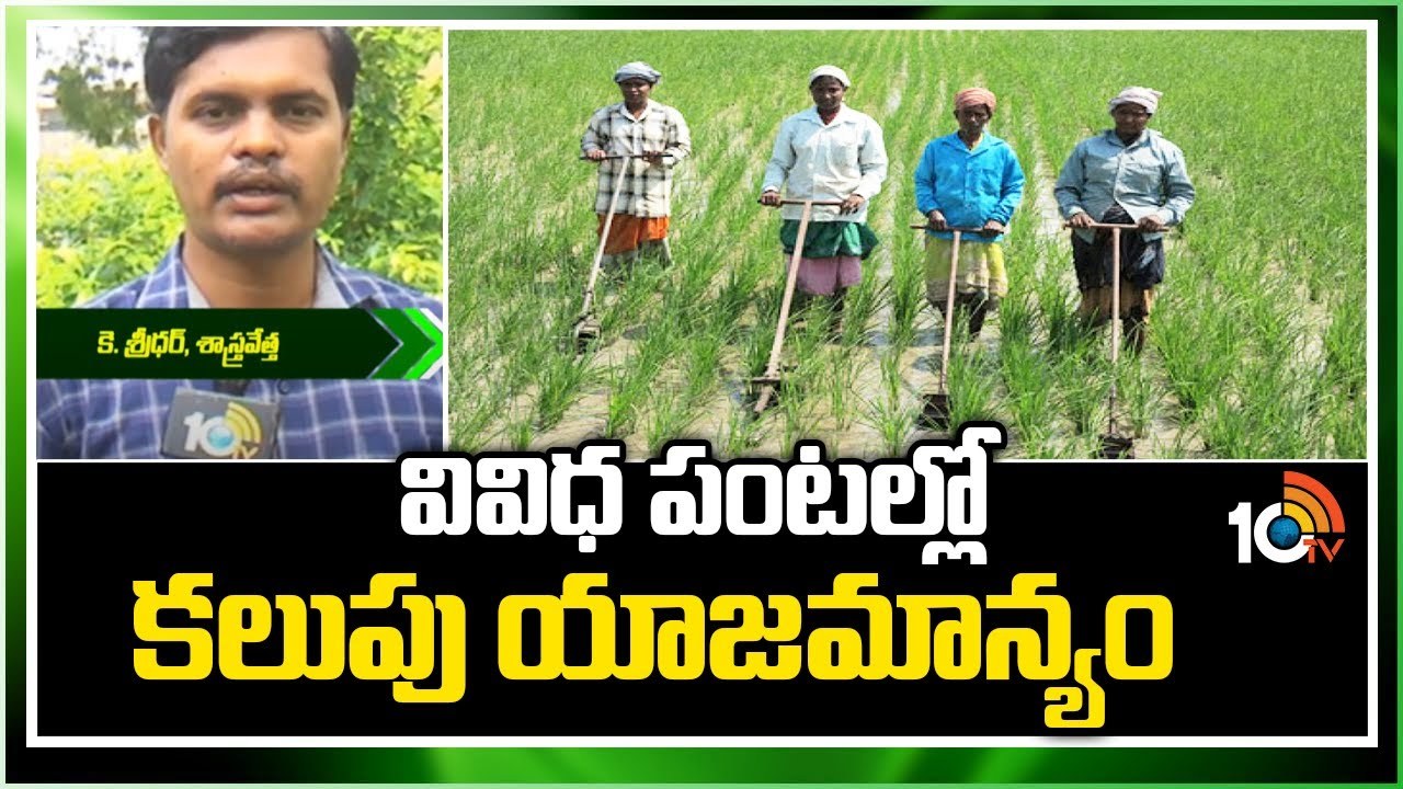 Weed Management : వివిధ పంటల్లో కలుపు యాజమాన్యం Weed Management : వివిధ పంటల్లో కలుపు యాజమాన్యం