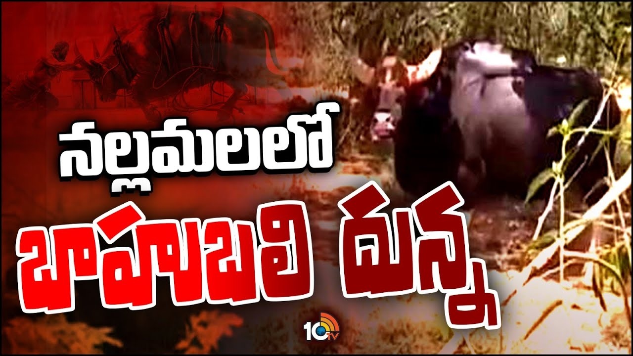 Wild Bison : 150 ఏళ్ల తర్వాత నల్లమలలో అడవి దున్న ప్రత్యక్షం