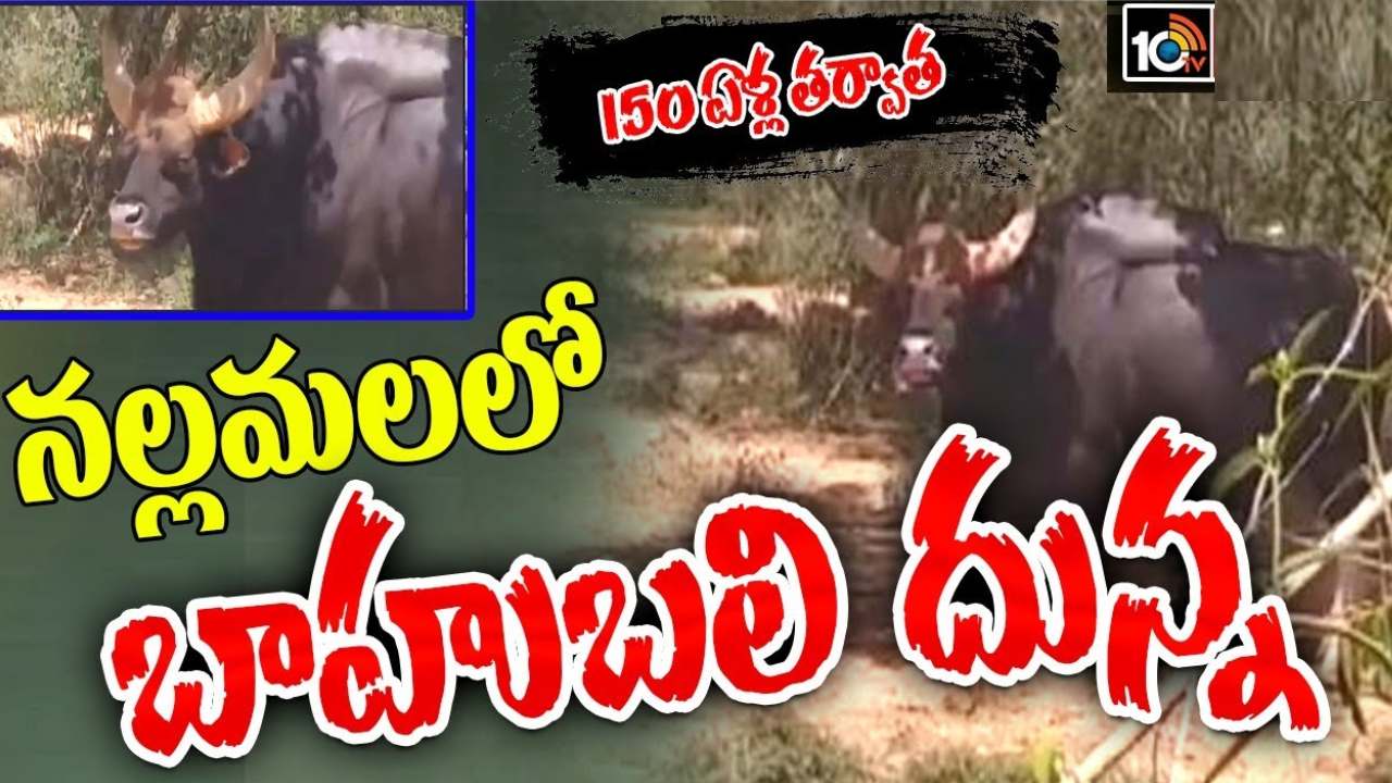 150ఏళ్ల తర్వాత నల్లమల అడవిలో కనిపించిన అడవి దున్న.. అటవీ అధికారులు ఏం చేశారంటే? 150ఏళ్ల తర్వాత నల్లమల అడవిలో కనిపించిన అడవి దున్న.. అటవీ అధికారులు ఏం చేశారంటే?