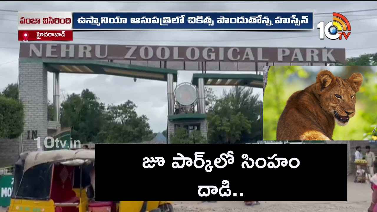 హైదరాబాద్ జూ పార్క్లో కలకలం.. ఒక్కసారిగా దాడి చేసిన సింహం హైదరాబాద్ జూ పార్క్లో కలకలం.. ఒక్కసారిగా దాడి చేసిన సింహం
