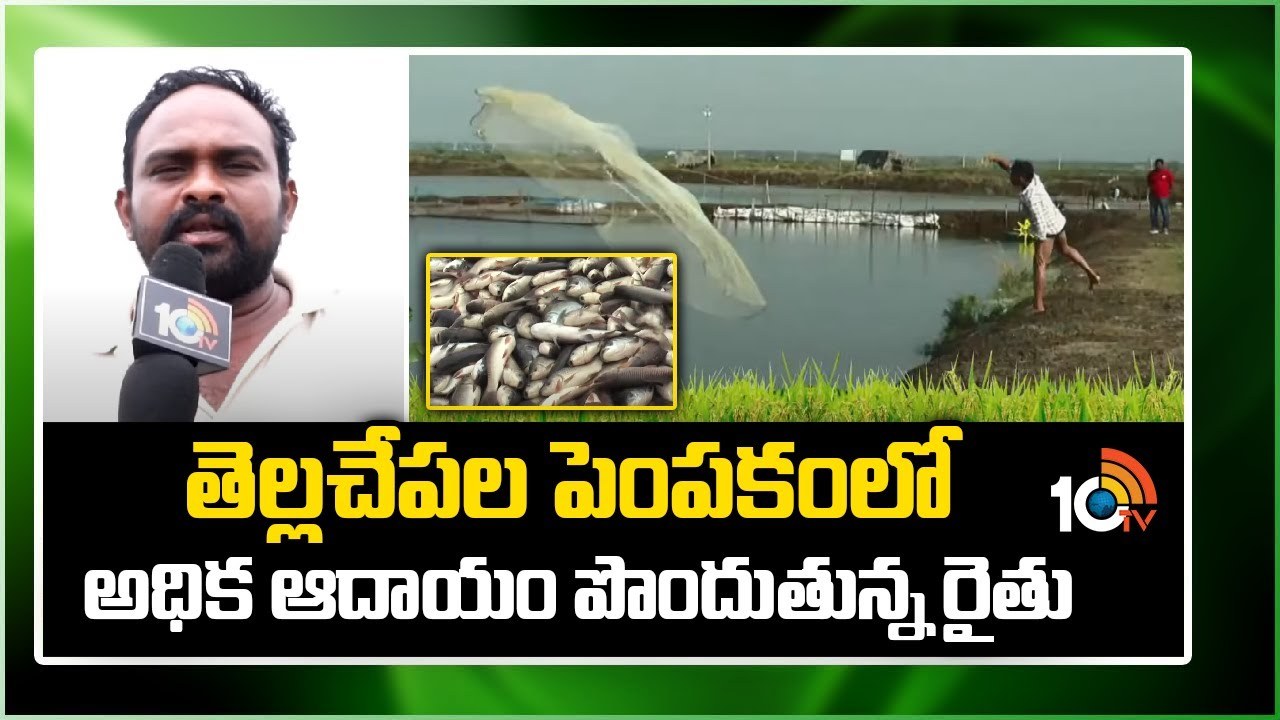White Fish Farming : తెల్లచేపల పెంపకంలో అధిక ఆదాయం పొందుతున్న రైతు White Fish Farming : తెల్లచేపల పెంపకంలో అధిక ఆదాయం పొందుతున్న రైతు
