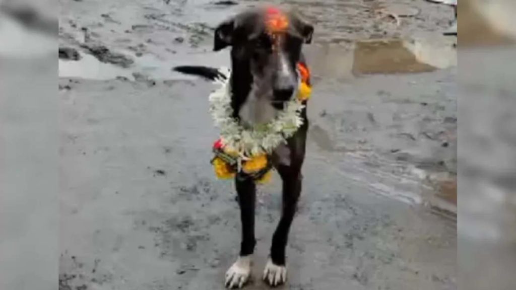 Dog Returns Home