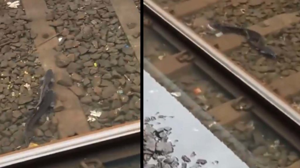 fishes on railway tracks