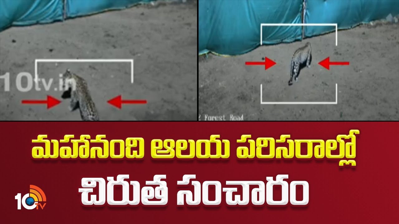 Mahanandi Temple: మహానందిలో మరోసారి చిరుత కలకలం Mahanandi Temple: మహానందిలో మరోసారి చిరుత కలకలం