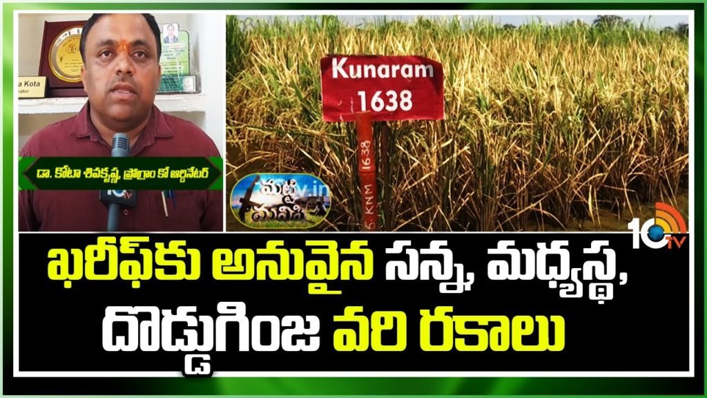 paddy varieties for kharif season in telugu