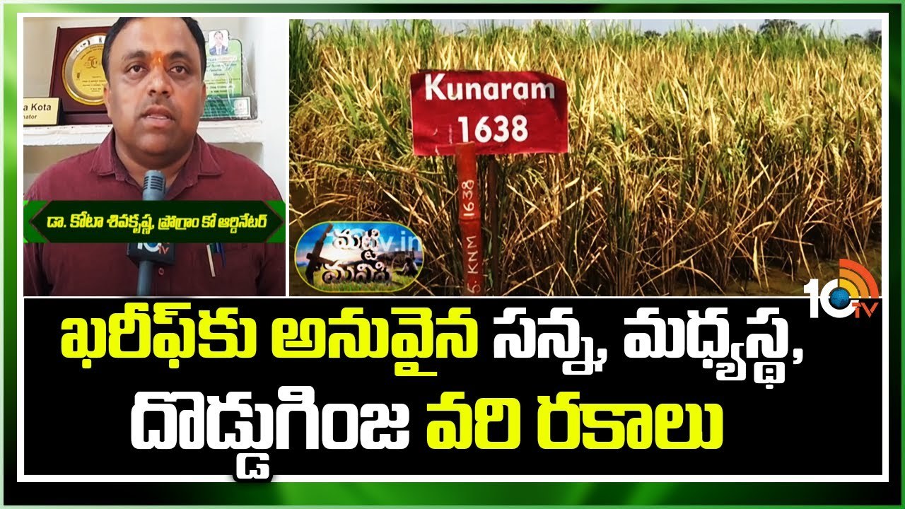 Rice Varieties : ఖరీఫ్కు అనువైన సన్న, మధ్యస్థ, దొడ్డుగింజ వరి రకాలు Rice Varieties : ఖరీఫ్కు అనువైన సన్న, మధ్యస్థ, దొడ్డుగింజ వరి రకాలు
