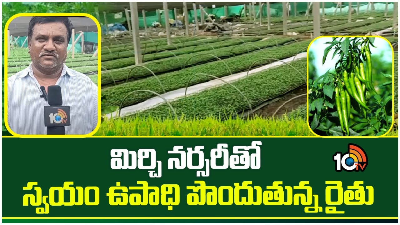 Chilli Farming : షేడ్ నెట్లలో మిర్చి నారు పెంపకం.. నర్సరీతో ఉపాధి పొందుతున్న రైతు Chilli Farming : షేడ్ నెట్లలో మిర్చి నారు పెంపకం.. నర్సరీతో ఉపాధి పొందుతున్న రైతు