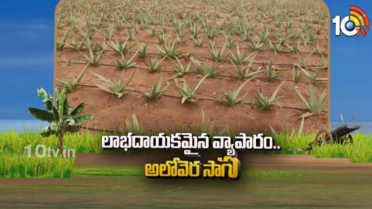 Aloe Vera Cultivation : లాభదాయకమైన వ్యాపారం.. అలోవెర సాగు Aloe Vera Cultivation : లాభదాయకమైన వ్యాపారం.. అలోవెర సాగు