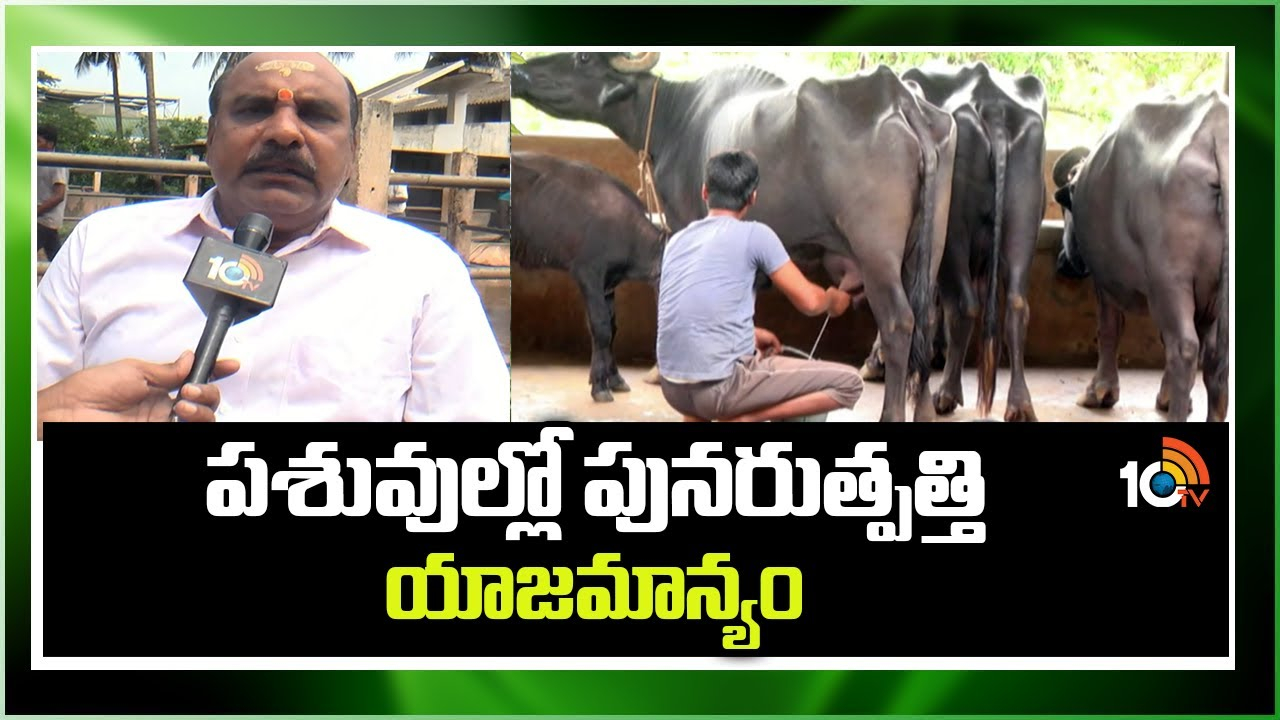 Cattle Farming : మేలైన పశువుల కోసం పునరుత్పత్తిలో చేపట్టాల్సిన యాజమాన్యం Cattle Farming : మేలైన పశువుల కోసం పునరుత్పత్తిలో చేపట్టాల్సిన యాజమాన్యం