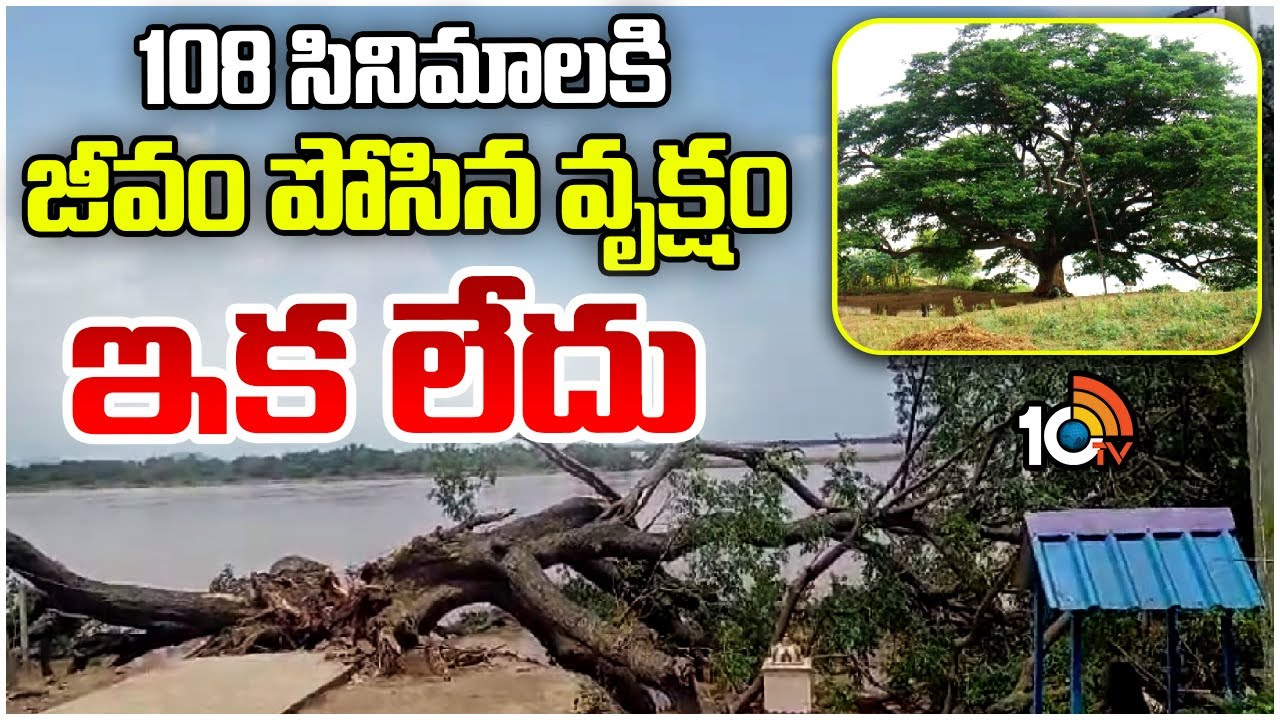 170 ఏళ్ల నాటి చరిత్రగల సినిమా చెట్టు ఇక లేదు