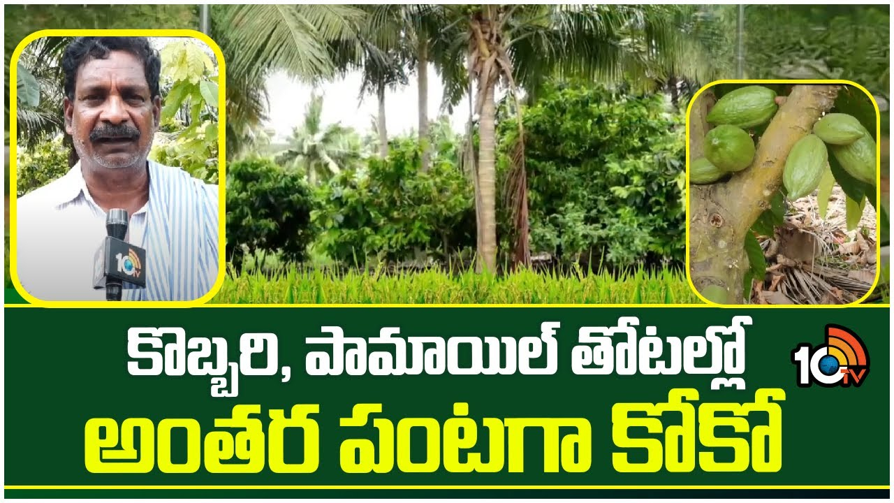 Cococa Plantation : కొబ్బరి, పామాయిల్ తోటల్లో అంతర పంటగా కోకో Cococa Plantation : కొబ్బరి, పామాయిల్ తోటల్లో అంతర పంటగా కోకో