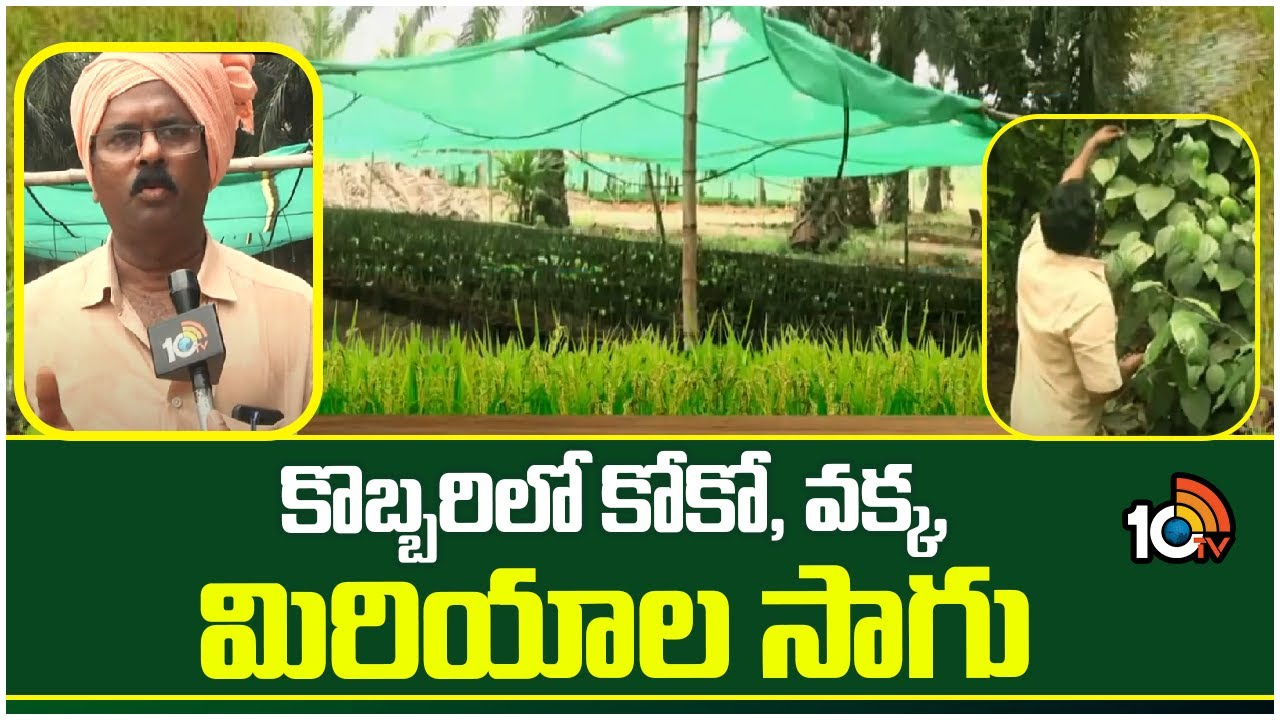 Coconut Cultivation : కొబ్బరి తోటల్లో అంతర పంటలుగా కోకో, వక్క, మిరియాల సాగు Coconut Cultivation : కొబ్బరి తోటల్లో అంతర పంటలుగా కోకో, వక్క, మిరియాల సాగు