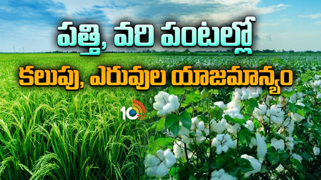Cotton And Rice Crops