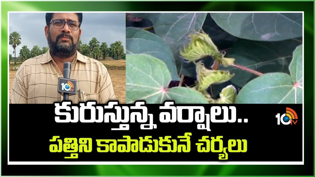Cotton Cultivation