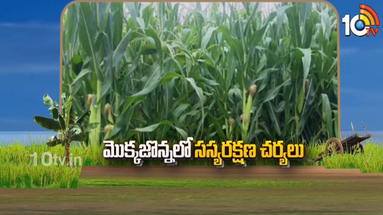 Crop Protection : మొక్కజొన్నలో చీడపీడల నివారణ Crop Protection : మొక్కజొన్నలో చీడపీడల నివారణ
